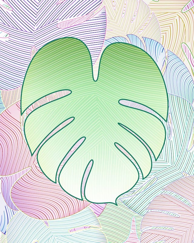 Illustration of a monstera leaf